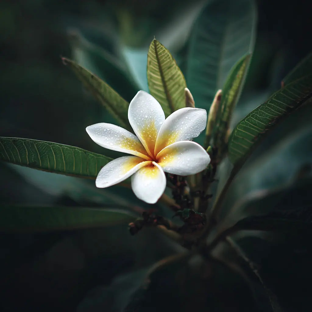 Floarea-de-tiare-aroma-exotică-ce-inspiră-parfumeria Miraj Bucurestiparfum de nisa
